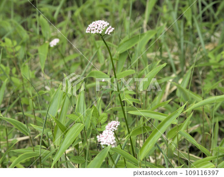 Valerian blooming in Higotai Park, Tajiri, Yamamura, Aso District, Kumamoto Prefecture Valerian blooming in Higotai Park, Tajiri, Yamamura, Aso District, Kumamoto Prefecture 109116397