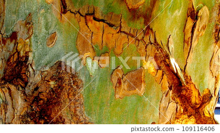 Stem of decayed tree 109116406