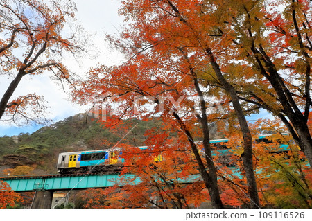 水郡線“從美麗的楓林中看到的彩色淺藍色列車” 109116526