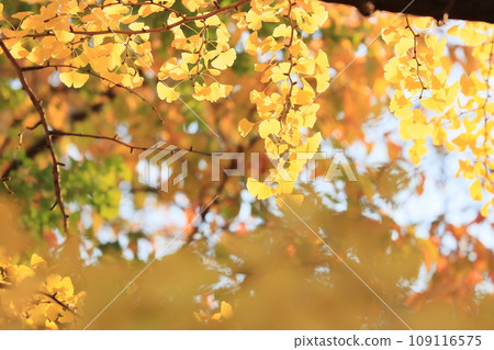 泛黃的銀杏葉、金黃的銀杏葉 109116575