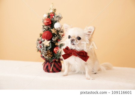 Christmas tree and Chihuahua Luana 109116601