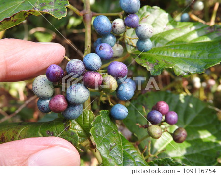 Colorful "Nobudu" fruit Colorful "Nobudu" fruit 109116754