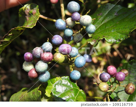 Colorful "Nobudu" fruit 109116759