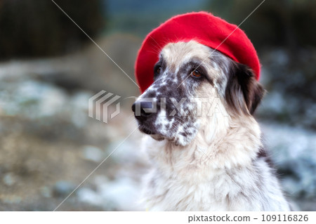 Big dog in bright red beret portrait close-up Big dog in bright red beret portrait close-up 109116826