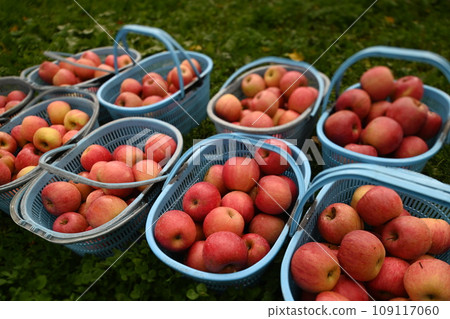 蘋果 蘋果 109117060