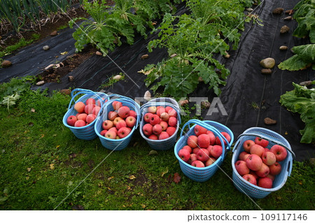 Apple Apple 109117146
