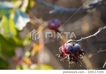On a frosty day, I quietly cultivated the fruit of Hermanus. On a frosty day, I quietly cultivated the fruit of Hermanus. 109117209