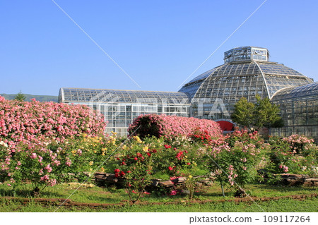 rose garden greenhouse 109117264