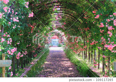 Rose tunnel 109117265