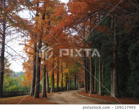 Komyo Pond - Autumn leaves of Metasequoia Komyo Pond - Autumn leaves of Metasequoia 109117493
