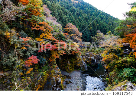 Autumn leaves in Hatonosu Valley, Okutama-cho, Tokyo Autumn leaves in Hatonosu Valley, Okutama-cho, Tokyo 109117543