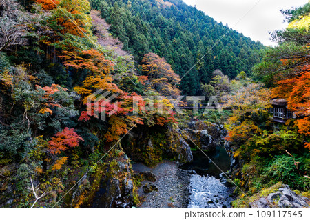 Autumn leaves in Hatonosu Valley, Okutama-cho, Tokyo 109117545