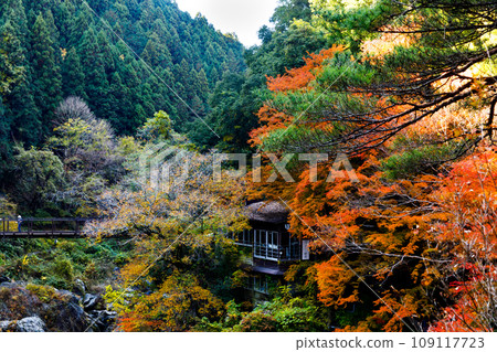Autumn leaves in Hatonosu Valley, Okutama-cho, Tokyo Autumn leaves in Hatonosu Valley, Okutama-cho, Tokyo 109117723