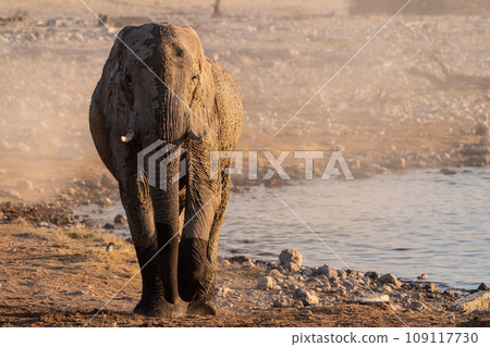 Bathing Elephants in Etosha 109117730