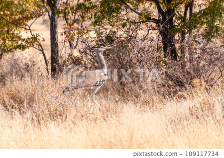 Kori Bustard in Etosha Kori Bustard in Etosha 109117734