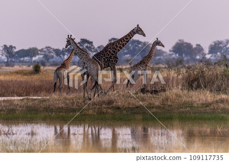 Giraffes in the Okavango Wetlands Giraffes in the Okavango Wetlands 109117735