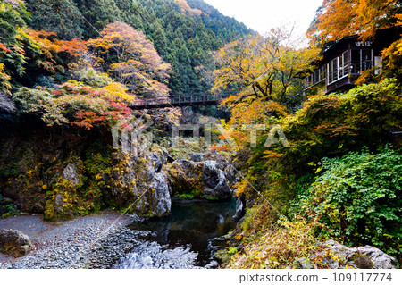 Autumn leaves in Hatonosu Valley, Okutama-cho, Tokyo Autumn leaves in Hatonosu Valley, Okutama-cho, Tokyo 109117774