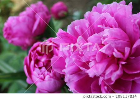 Peonies *peony* Peonies ~*peonies*~ Peonies *peony* Peonies ~*peonies*~ 109117834
