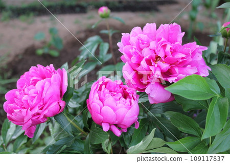 Peonies *peony* Peonies ~*peonies*~ Peonies *peony* Peonies ~*peonies*~ 109117837