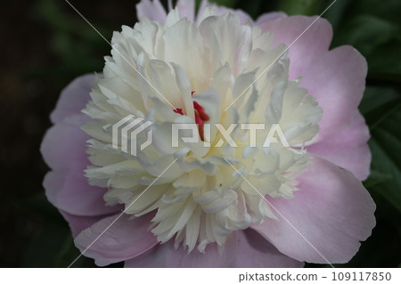 Peonies *peony* Peonies ~*peonies*~ Peonies *peony* Peonies ~*peonies*~ 109117850