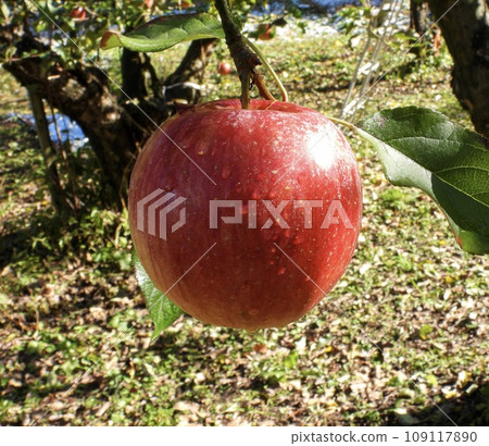 apple with dew apple with dew 109117890