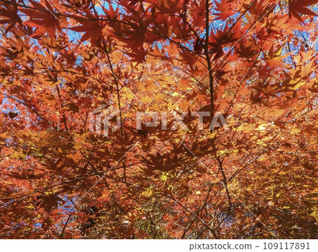 Autumn maple leaves 109117891