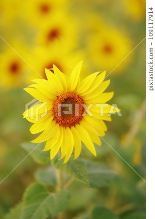 秋天盛開的向日葵 109117914