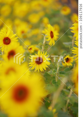 Sunflowers blooming in autumn Sunflowers blooming in autumn 109117916