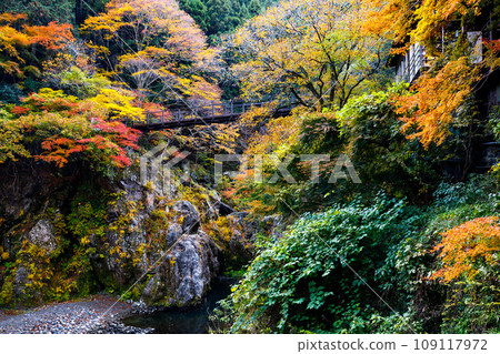 東京都奧多摩町鳩之棲溪谷的紅葉 109117972