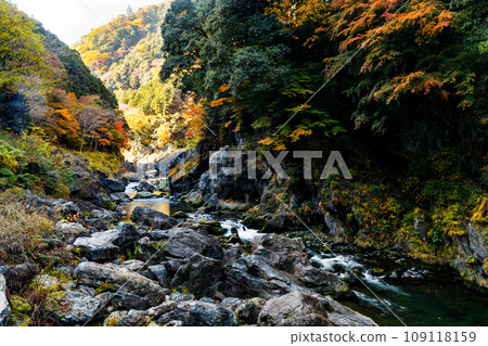 Autumn leaves in Hatonosu Valley, Okutama-cho, Tokyo Autumn leaves in Hatonosu Valley, Okutama-cho, Tokyo 109118159