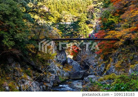 東京都奧多摩町鳩之棲溪谷的紅葉 東京都奧多摩町鳩之棲溪谷的紅葉 109118183