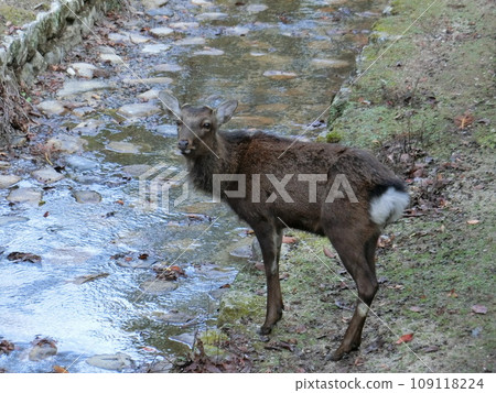 Deer standing by the water 109118224
