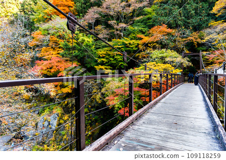 Autumn leaves in Hatonosu Valley, Okutama-cho, Tokyo 109118259
