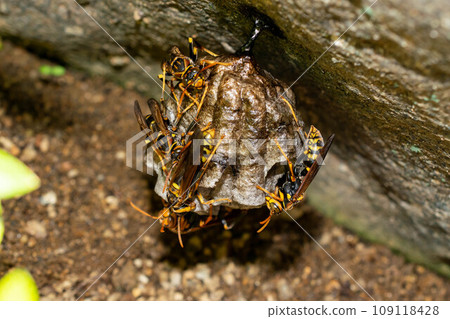 Nesting worker bees of black-legged paper wasps 109118428