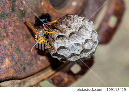 Nesting queen bee of black-legged paper wasp Nesting queen bee of black-legged paper wasp 109118429