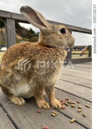 Close-up photo of cute rabbit eating food Close-up photo of cute rabbit eating food 109118537