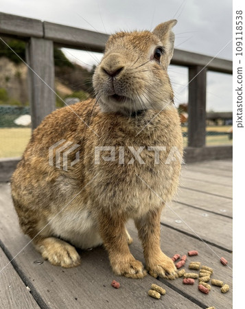Close-up photo of cute rabbit eating food Close-up photo of cute rabbit eating food 109118538
