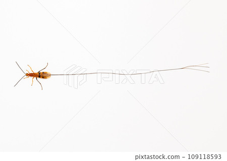 Horsemanobi 全身白色背景 109118593