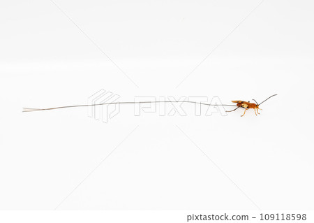 Horsemanobi whole body white background 109118598