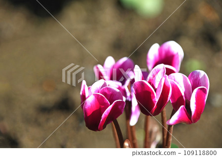 花園仙客來 109118800