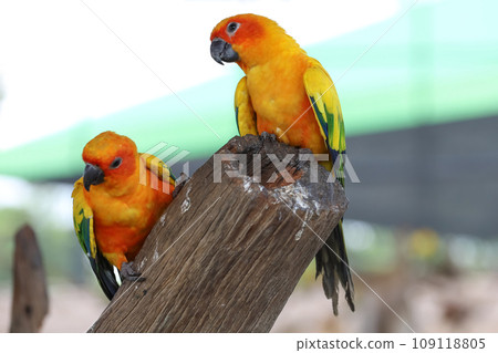 The mini parrot bird on stick tree The mini parrot bird on stick tree 109118805