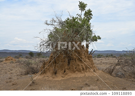 Huge termite mound in the middle of the African savanna Huge termite mound in the middle of the African savanna 109118893