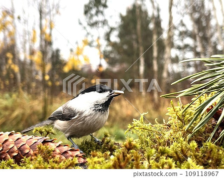 A bird with a black head and a gray body. Brown - headed nut 109118967