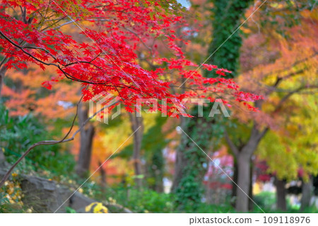 紅色拼布 109118976