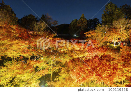 Higashiyama, Kyoto in autumn, Tofukuji Temple, autumn leaves illuminated 109119338