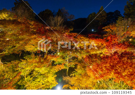 京都東山秋天，東福寺，秋葉燈火通明 109119345