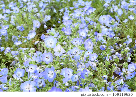 開花在春天花床上的 Nemophila 藍色花 開花在春天花床上的 Nemophila 藍色花 109119620