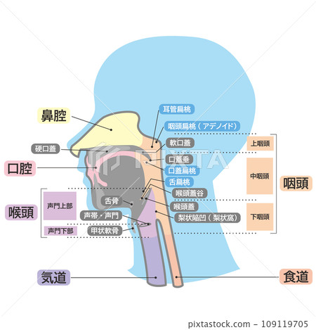 解剖圖說明，附有從頭、嘴巴到喉嚨的簡單名稱 109119705