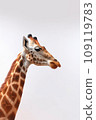 Giraffe isolated on light background 109119783