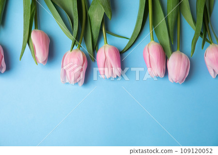 Beautiful pink spring tulips on light blue background, flat lay. Space for text Beautiful pink spring tulips on light blue background, flat lay. Space for text 109120052
